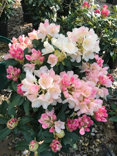 Sprucedale Gardens Nursery photo