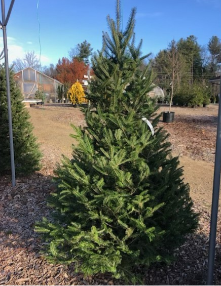2025 1tree – Sprucedale Gardens